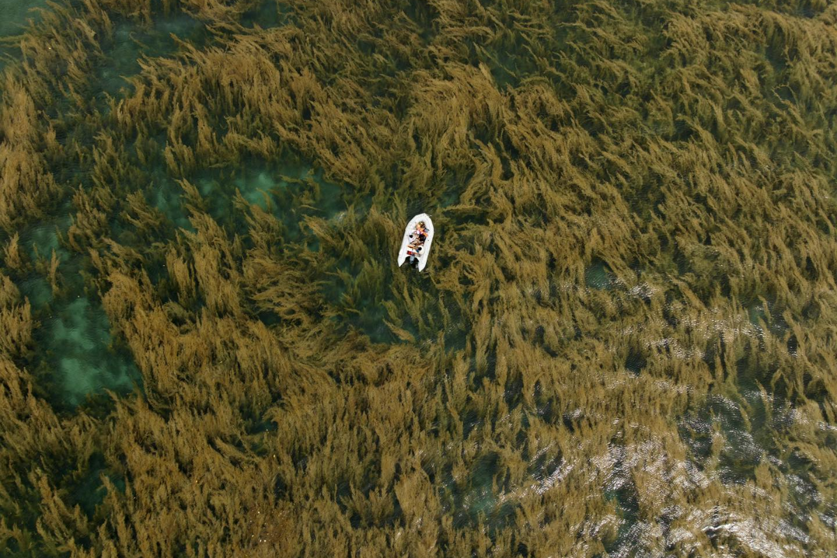 Golden sargassum seaweed swaying beneath the surface of Dam Tre Bay
